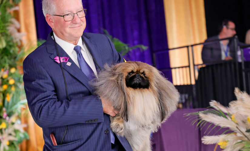 Westminster dog show: Pekingese named Wasabi wins