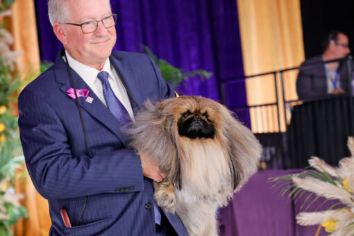 Westminster dog show: Pekingese named Wasabi wins