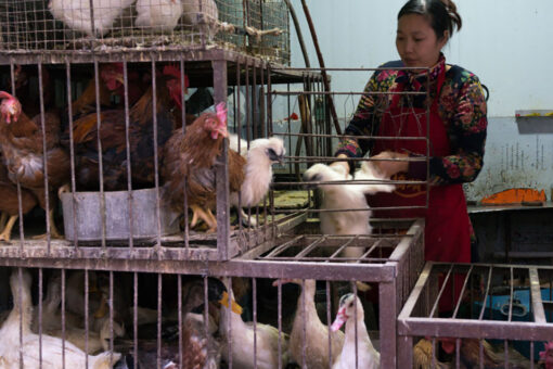 China confirms first human case of H10N3 bird flu: report
