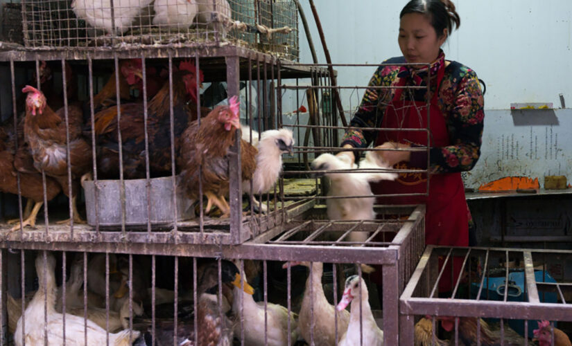 China confirms first human case of H10N3 bird flu: report