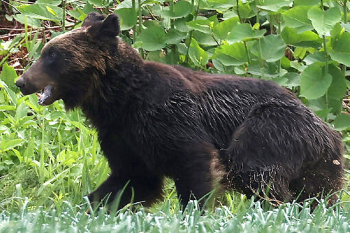 Japanese hunters fatally shoot bear after hours-long rampage that injured 4