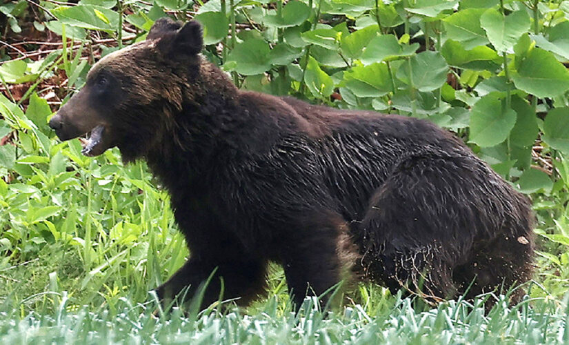 Japanese hunters fatally shoot bear after hours-long rampage that injured 4