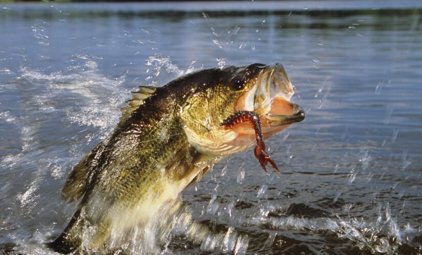 South Dakota father, daughter catch possible record-breaking fish