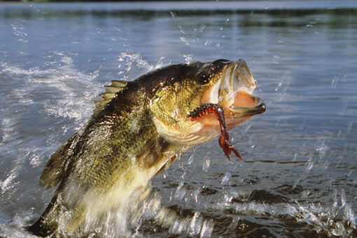 South Dakota father, daughter catch possible record-breaking fish