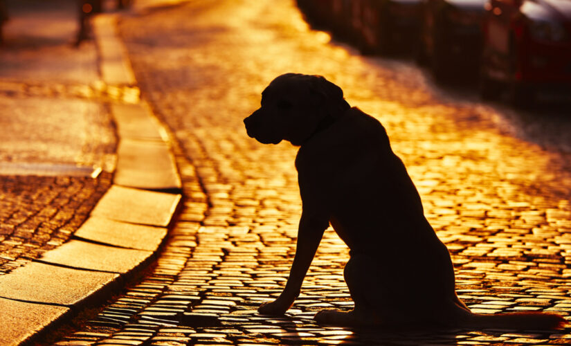 Dog thrown out of car in Ohio is reunited with its rightful owner: ‘Actively investigating’
