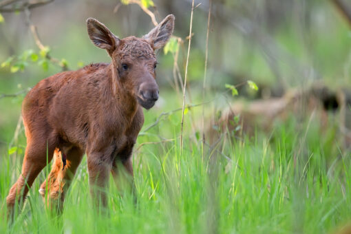 Alaska man helps baby moose over guardrail during traffic jam