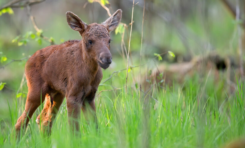 Alaska man helps baby moose over guardrail during traffic jam