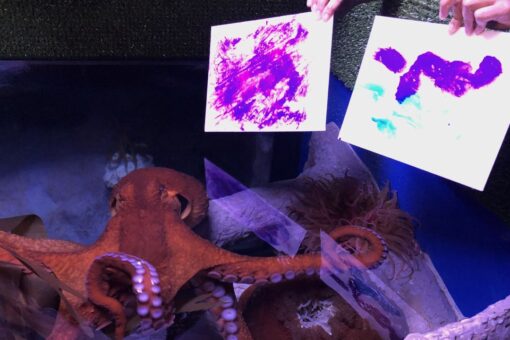 Octopus shows off painting talent at Florida aquarium