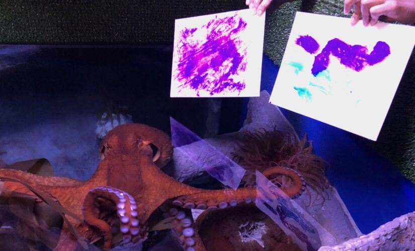 Octopus shows off painting talent at Florida aquarium