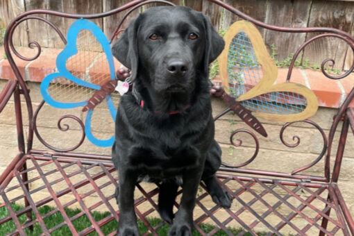 Capitol Police introduces emotional support dog