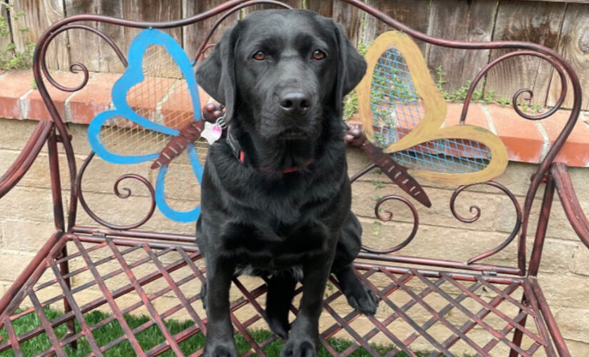 Capitol Police introduces emotional support dog