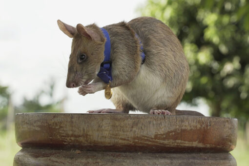 Landmine-sniffing rat Magawa retires after years of brave work in Cambodia