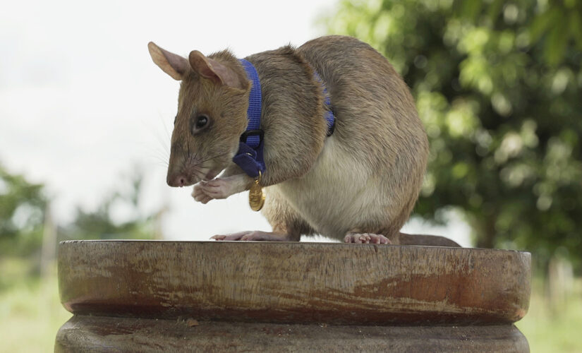 Landmine-sniffing rat Magawa retires after years of brave work in Cambodia