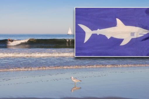 Maine beaches to hoist shark warning flags commonly used in Massachusetts