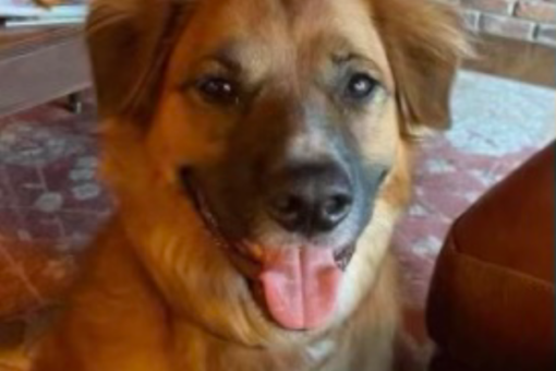 Idaho dog lost after car accident was found at a sheep farm