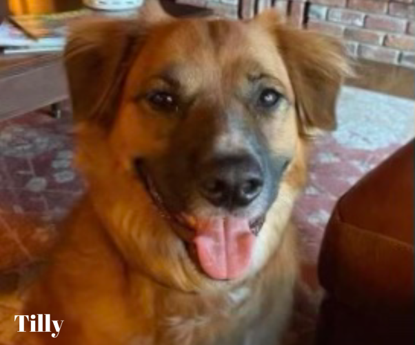 Idaho dog lost after car accident was found at a sheep farm