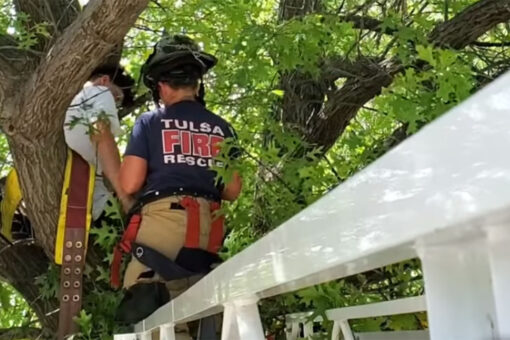 Cat owner gets stuck in tree trying to rescue pet in Oklahoma