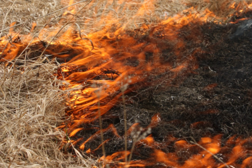 Canadian gender-reveal party sparks wildfire, couple fined $500