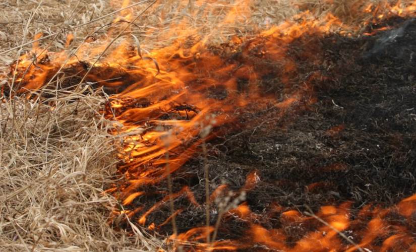 Canadian gender-reveal party sparks wildfire, couple fined $500