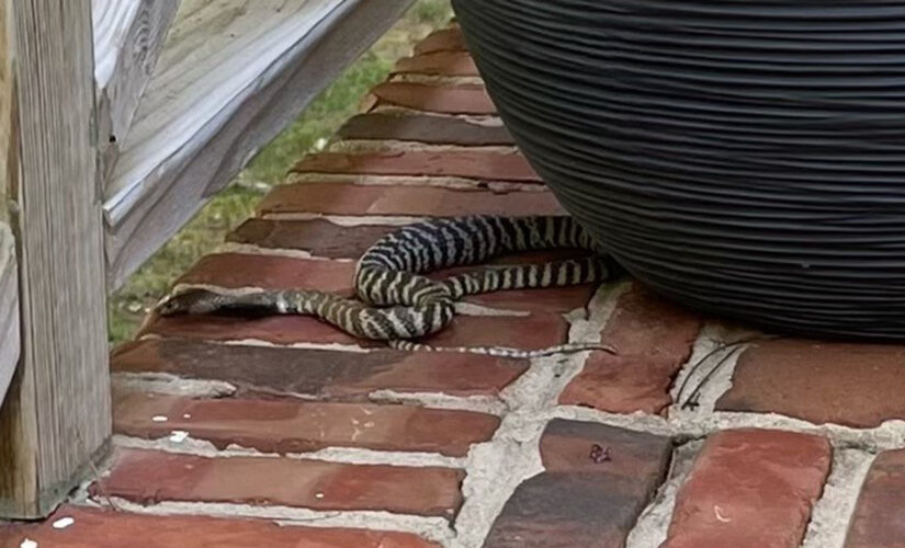 Venomous missing snake goes viral on TikTok