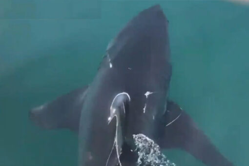 Fisherman frees great white shark from fishing net in tense video