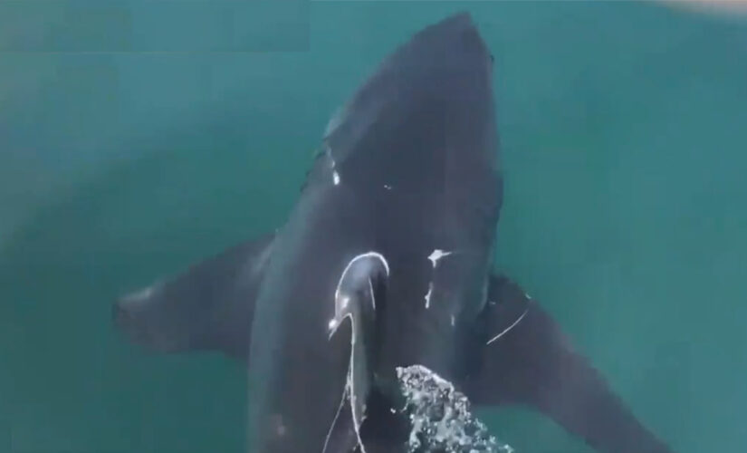 Fisherman frees great white shark from fishing net in tense video