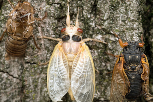 Don’t eat cicadas if you are allergic to shrimp, shellfish, FDA warns