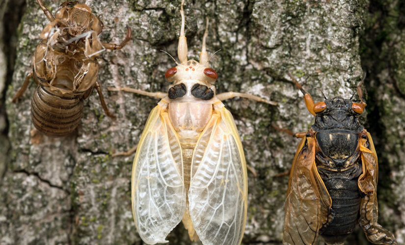 Don’t eat cicadas if you are allergic to shrimp, shellfish, FDA warns