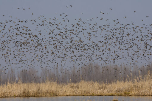 Washington Post reporter troubled by ‘racist legacy’ of some birds