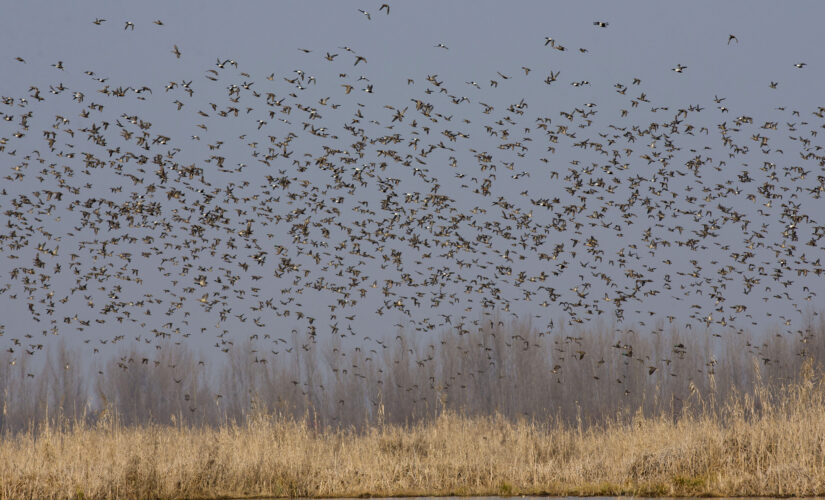 Washington Post reporter troubled by ‘racist legacy’ of some birds