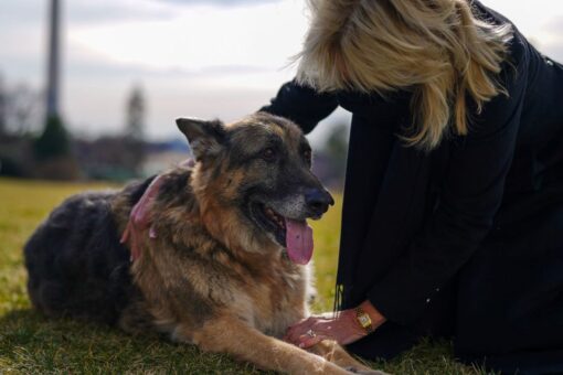 Bidens announce death of family dog Champ, ‘our sweet, good boy’