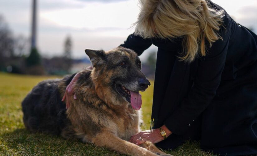 Bidens announce death of family dog Champ, ‘our sweet, good boy’