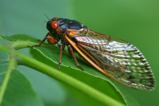 Periodical cicadas may emerge more frequently: report