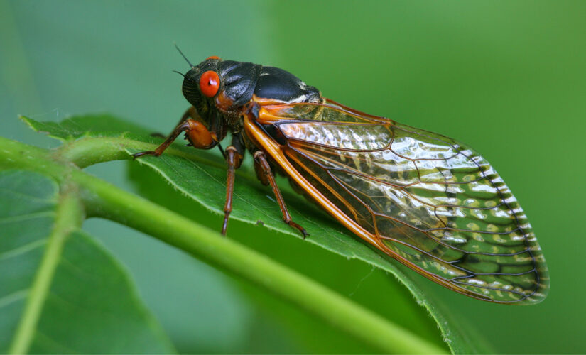 Periodical cicadas may emerge more frequently: report