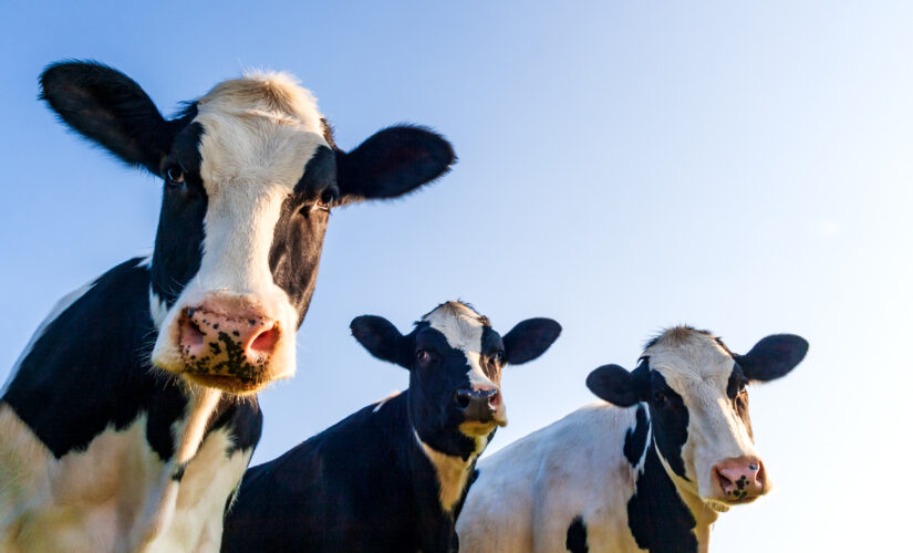 Cows escape from Los Angeles-area slaughterhouse, lead police on chase