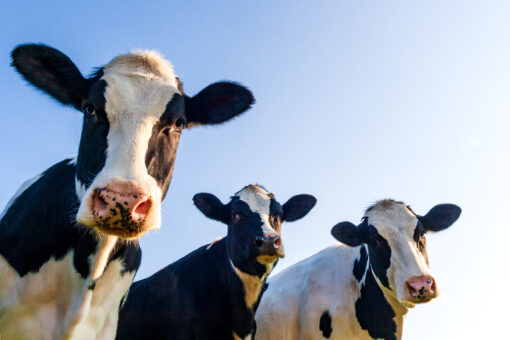 Cows escape from Los Angeles-area slaughterhouse, lead police on chase
