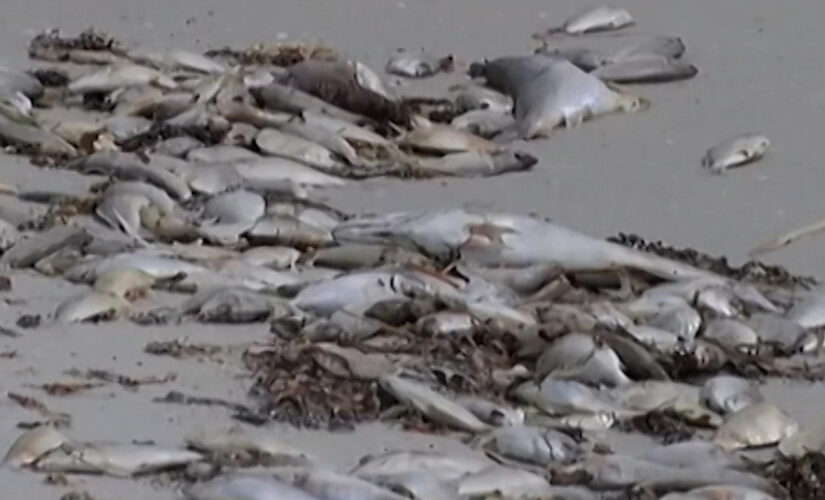 Florida red tide prompts cleanup of dead fish from Gulf Coast beaches: reports