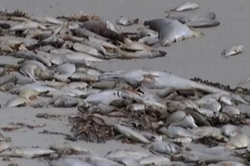 Florida red tide prompts cleanup of dead fish from Gulf Coast beaches: reports