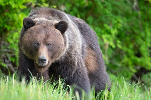 Bear attacks, injures sleeping campers in south Alaska