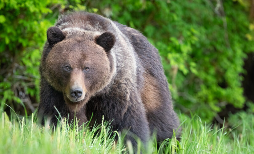 Bear attacks, injures sleeping campers in south Alaska