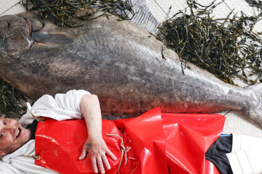 Fishmonger reveals man-sized fish recently caught in North Sea