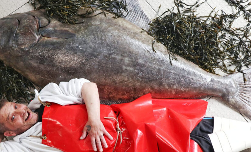 Fishmonger reveals man-sized fish recently caught in North Sea