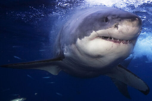 Several large great white sharks are being tracked near NY/NJ beaches