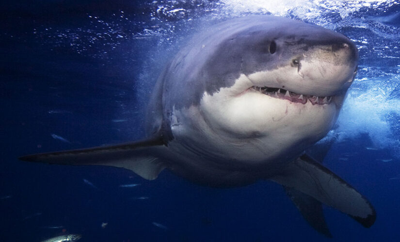 Several large great white sharks are being tracked near NY/NJ beaches