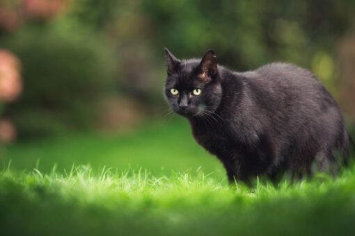 Cat won’t stop stealing items from neighbors, woman’s sign warns