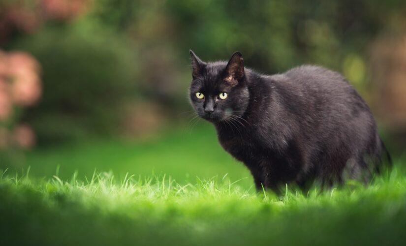 Cat won’t stop stealing items from neighbors, woman’s sign warns