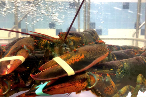 Man accused of suffocating $10k worth of lobsters at Cape Cod seafood market