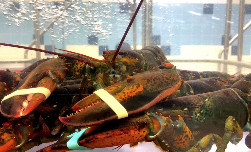 Man accused of suffocating $10k worth of lobsters at Cape Cod seafood market