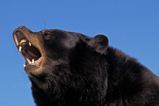 Record number of bears harvested in North Carolina hunting season
