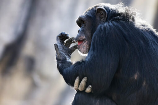 Oregon sheriff’s deputy fatally shoots pet chimpanzee to save woman